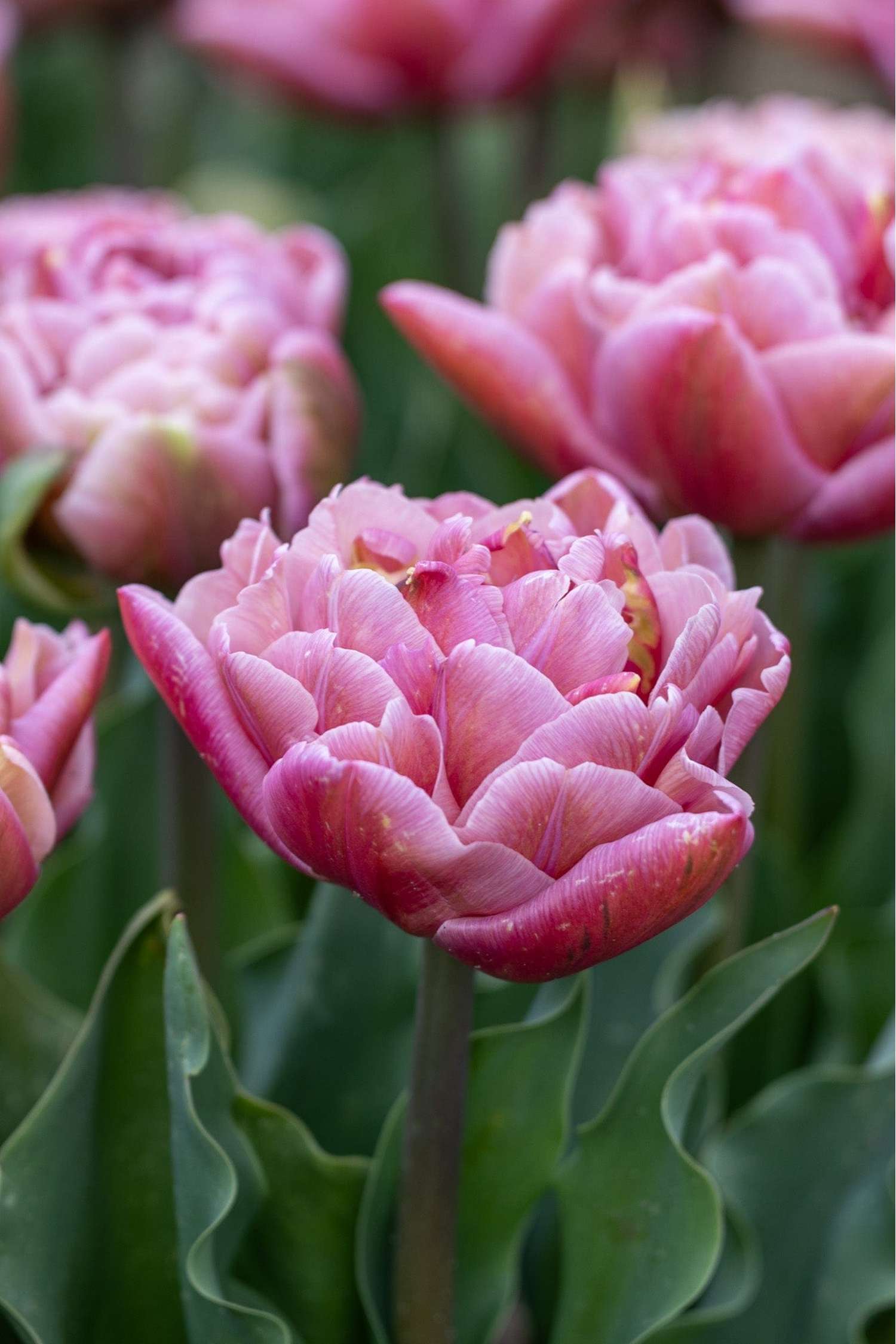 Tulpe 'Beachberry' - Tulipaner